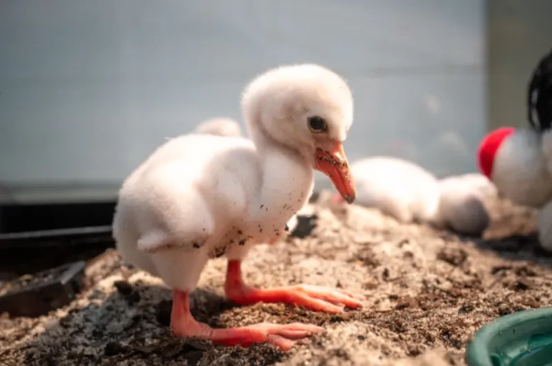 Video | Flamingo chicks