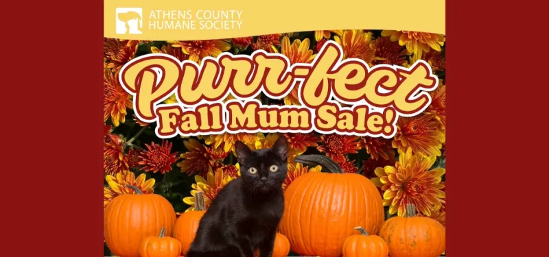 ACHS annual mum sale returns to support animal welfare programs