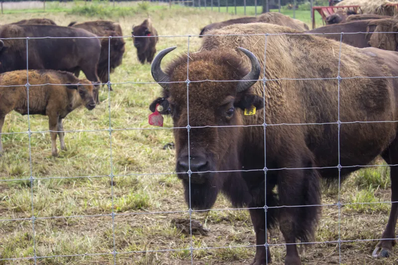 Columbiana County ranch to host bison conference