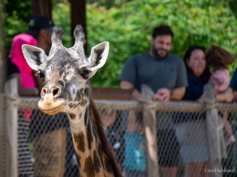 4 for $54 Zoo Deal
