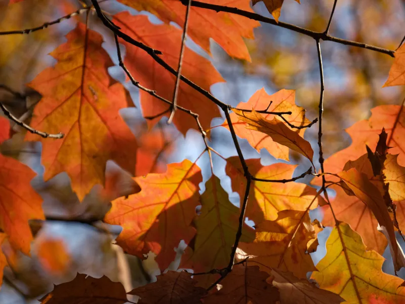 4 Fall Family Vacation Destinations
