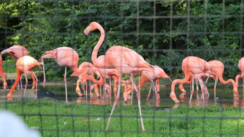 OhioHealth celebrates motherhood and the arrival of baby flamingos with the Columbus Zoo