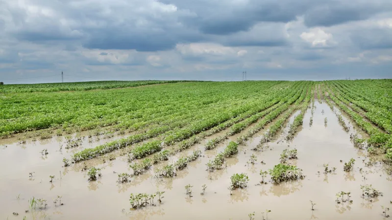 Record August rain and storms cause crop damage in Ohio