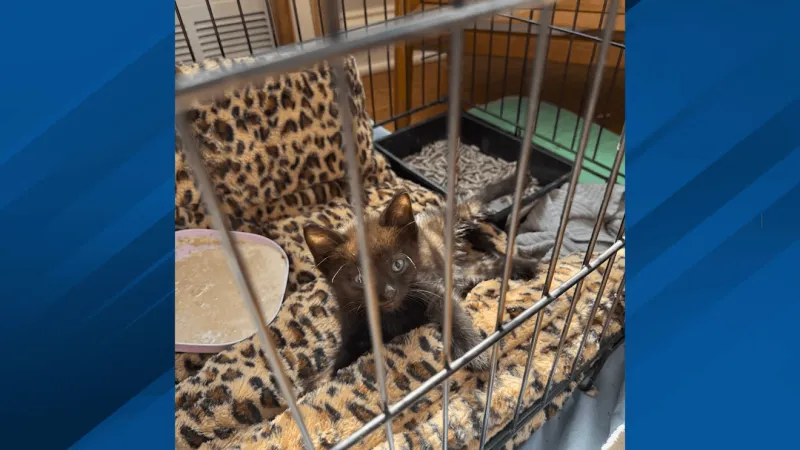 Fur Baby Friday: Kona needs a foster home, Captain Cook nears adoption