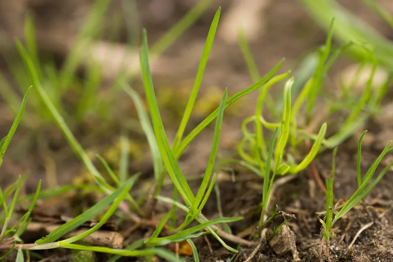 Choose the right grass seed for pastures and lawns
