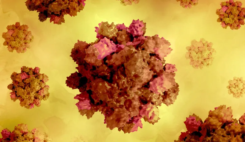 How pregnancy itself drives deadly hepatitis E outcomes