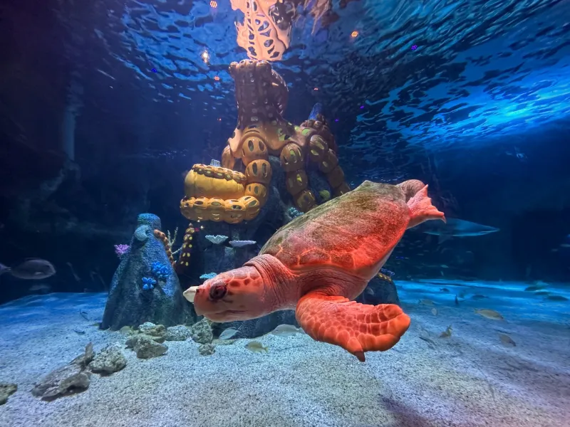 Underwater Pumpkin GLOW at Newport Aquarium