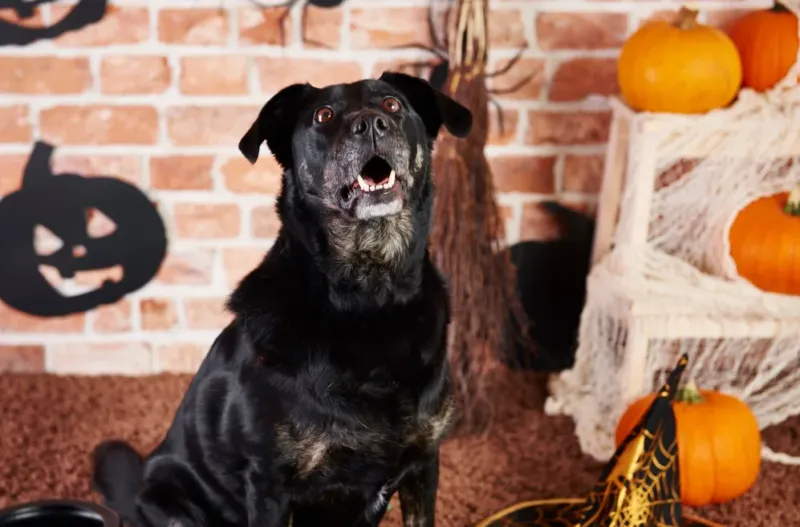 Tips and advice for keeping your pets safe and happy this Halloween