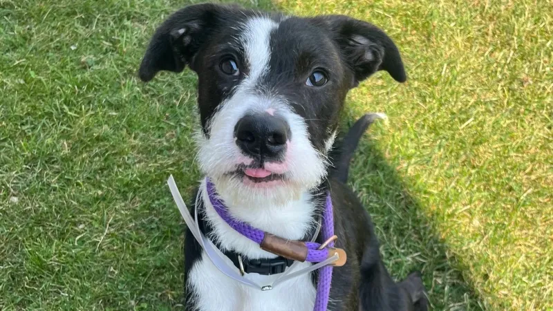 Fur Baby Friday: Janelle, a playful pup looking for an active forever family
