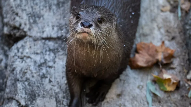 Columbus Zoo announces passing of Gus the otter