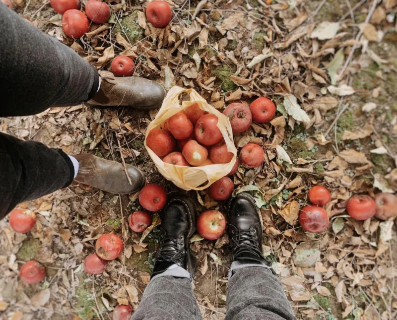Apple Orchards Around Columbus: Apple Picking, Pumpkin Patches and More to Explore