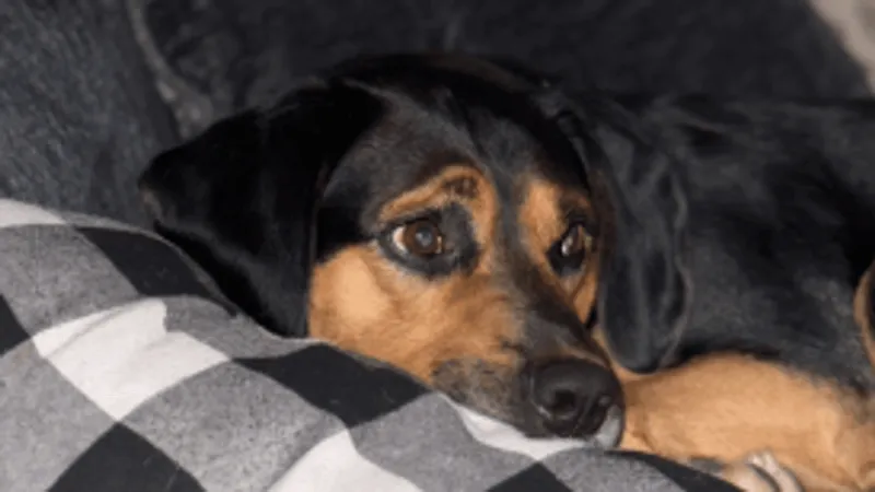 Marysville dog shot and left to die, owners believe the suspect shot him in their yard