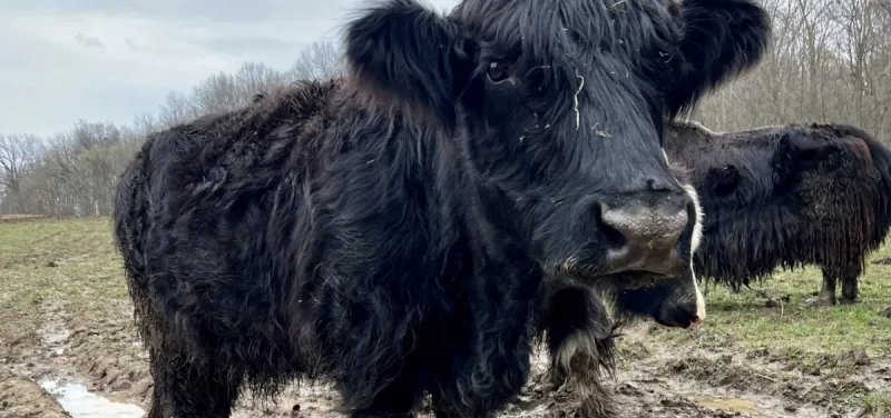Ohio farmers push back on Trump's 90-day tariff free imported beef plan
