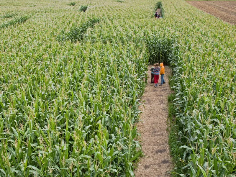 Corn Mazes to Conquer this Fall {2026 Guide}