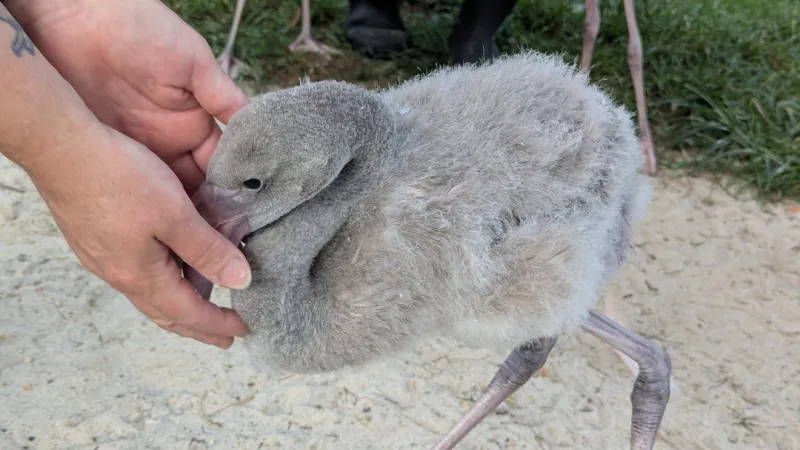 PHOTOS: Baby flamingos introduced at Columbus Zoo