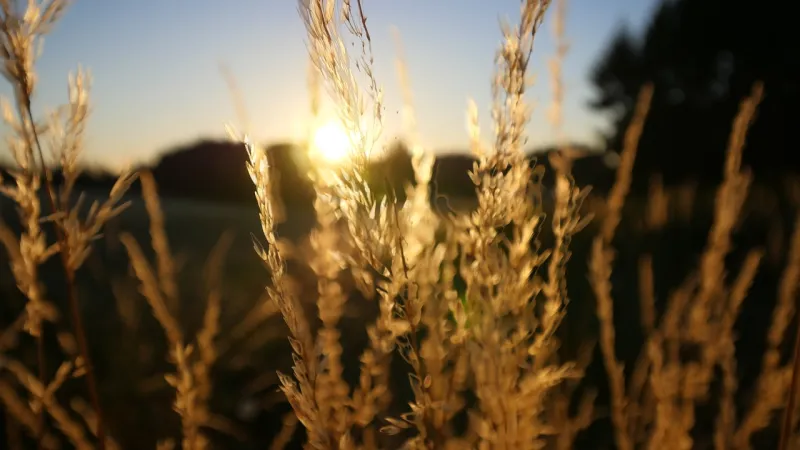 Rethinking fall small grain planting dates in northeast Ohio
