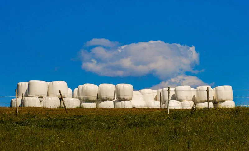Why you should evaluate stored forages after flooding