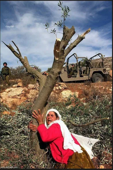 When Olive Trees Become a "Security Threat"