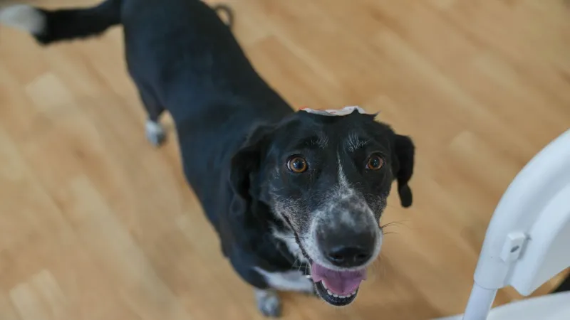 Fur Baby Friday: Resilient Molly Dee is ready to trade crate rest for a forever home