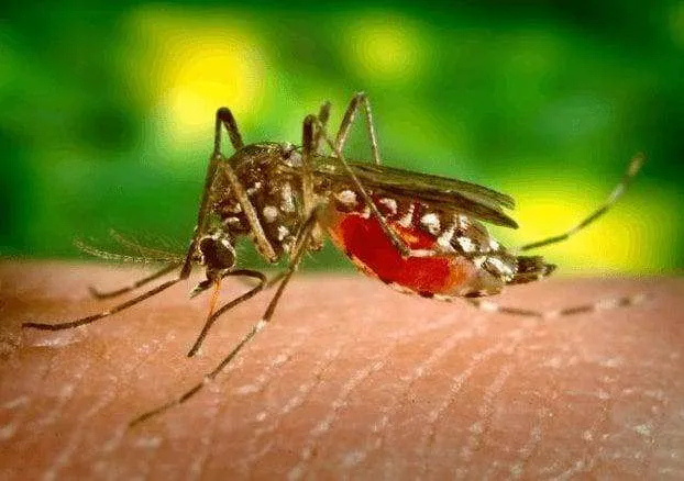 Williams County Health Department Reports West Nile Virus Detected In Mosquito Sample