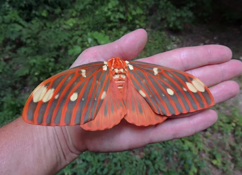 Hickory Horned Devils: Gentle giants of our deciduous forests