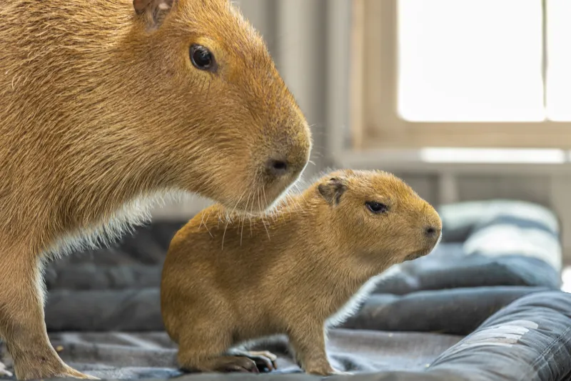 Video | Baby capybara