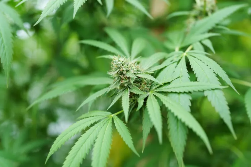 Ohio dispensary closes after multiple reported health reactions