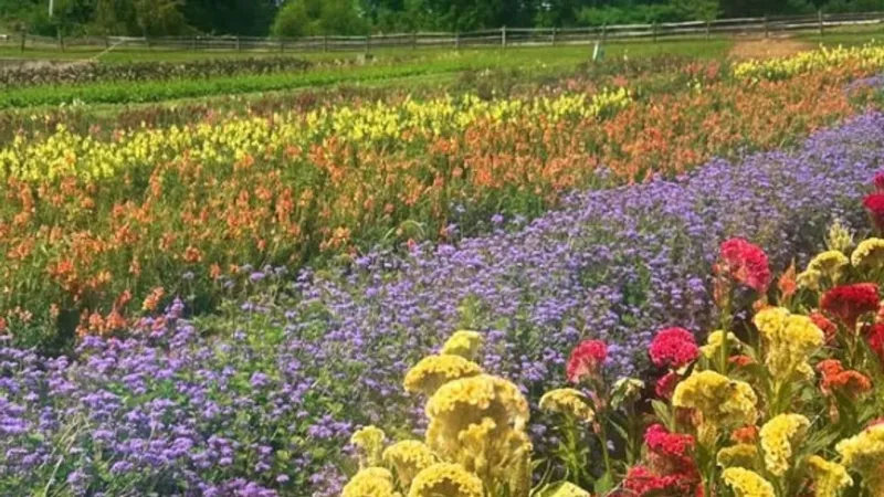 Timbuk Farms' Caroline's Flower Field returns with pick-your-own bouquets