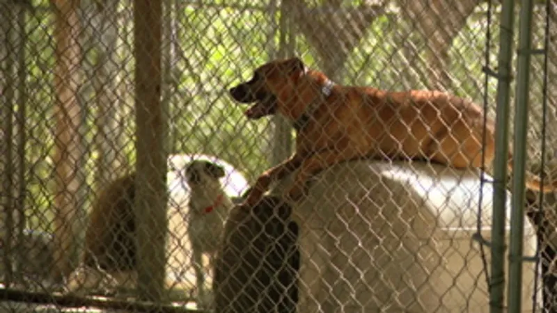 Belmont County opens bids for new animal shelter at former HAB Center site