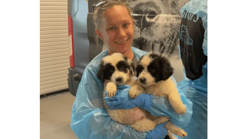 Canal Winchester center takes in 14 dogs rescued from flooded Jackson County shelter