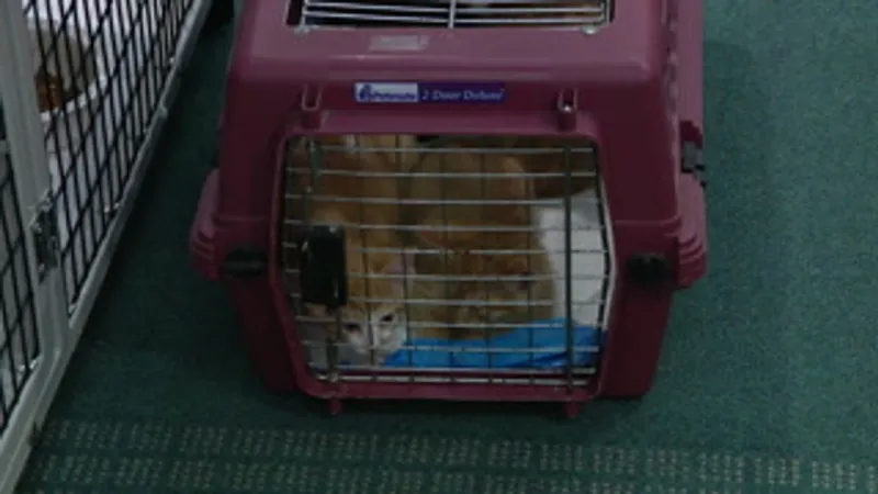 Steubenville library, humane society to open kitten adoption center at Schiappa Branch