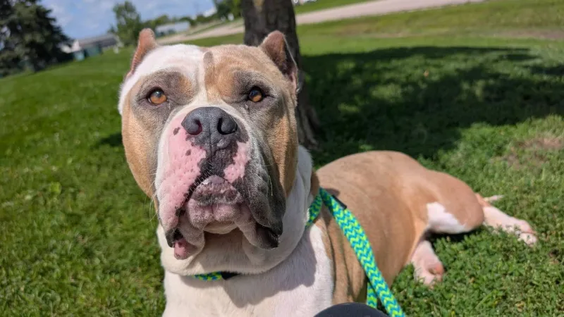 Fur Baby Friday: abandoned in a garage, Zira is now ready for a loving home