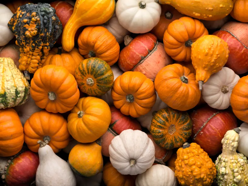 Fall Fun Preview