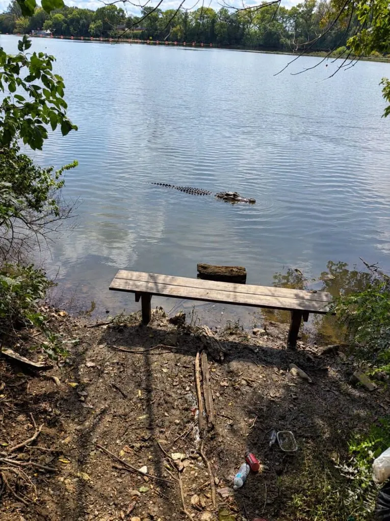 Real or Fake?: After photo of alligator in Columbus Metro Park goes viral, officials chime in