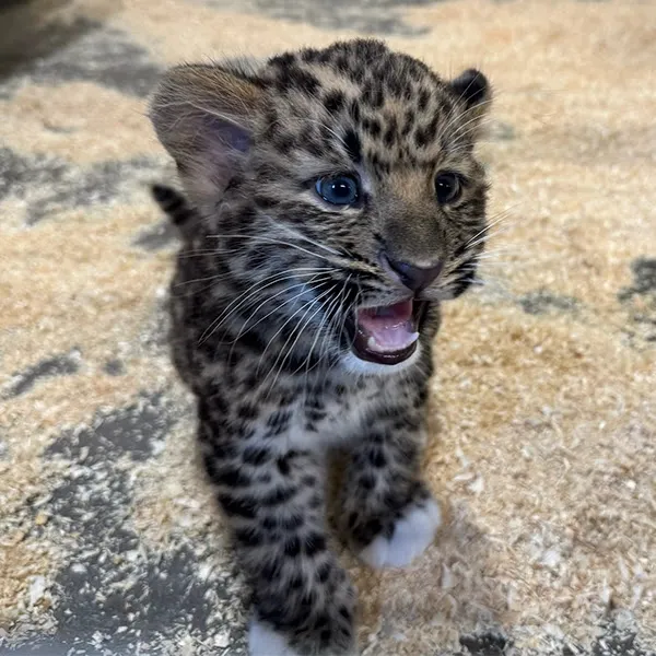It's a Boy! Cleveland Metroparks Zoo Announces Amur Leopard Naming Opportunity