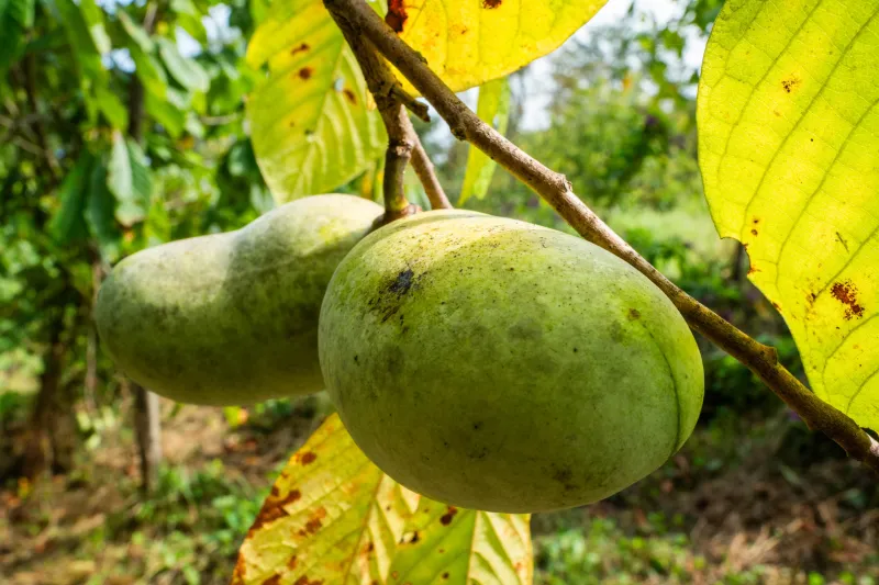 An invasive beetle is threatening the pawpaw just as Americans learns to love it