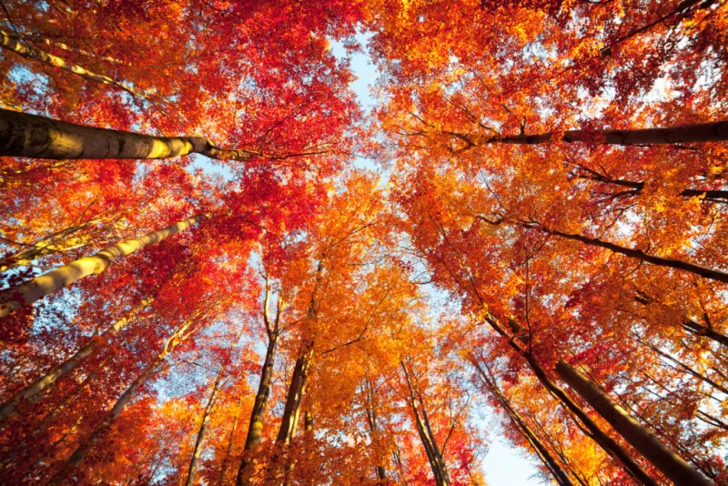 Where to See Fall Colors in Cincinnati (2026 Guide)