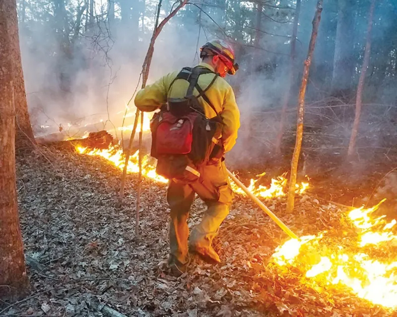 Sometimes the forests need fire: The argument for controlled burns