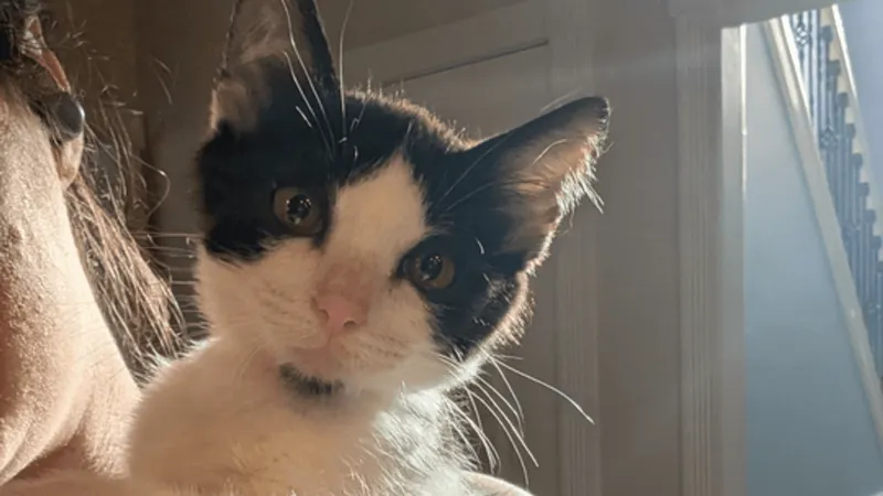 Fur Baby Friday: Special-needs kitten Alfredo and lap cat Chai looking for loving homes