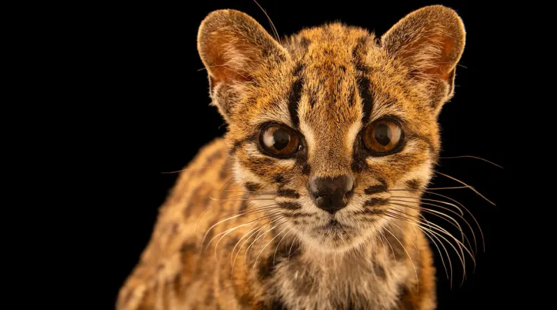 Video | New cat species discovered