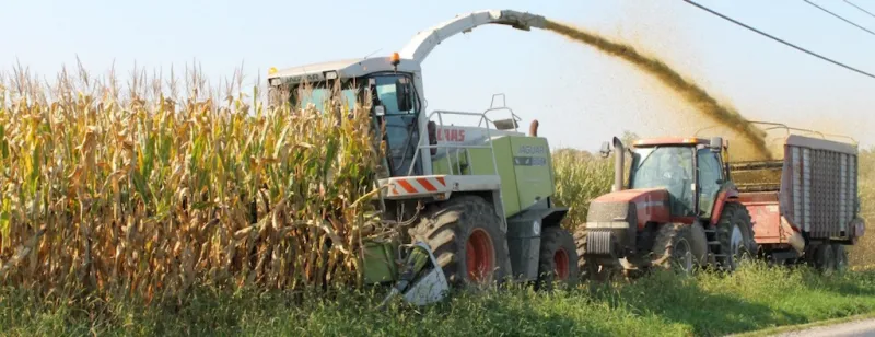 Mycotoxins in corn: Start planning now to minimize impacts