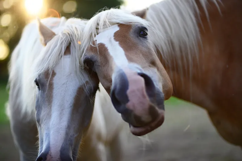 Imagination over reality: Why stick horses beat the real thing