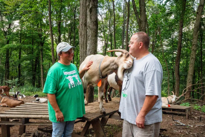An accidental business: Capricious LLC employs goats for clearing brush, parties