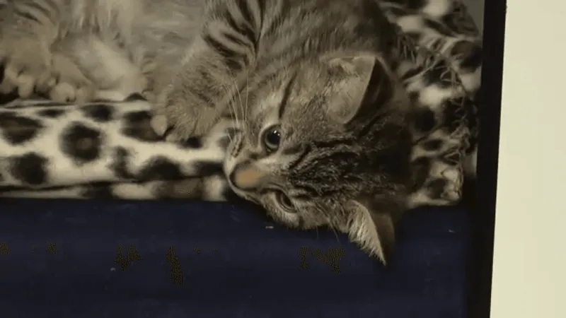 Columbus Humane offers free pet vaccine clinic Thursday at Historic Crew Stadium