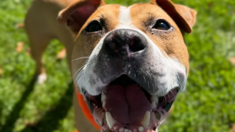 Fur Baby Friday: Ronnie Van Zant, a perfect shelter dog ready for a home