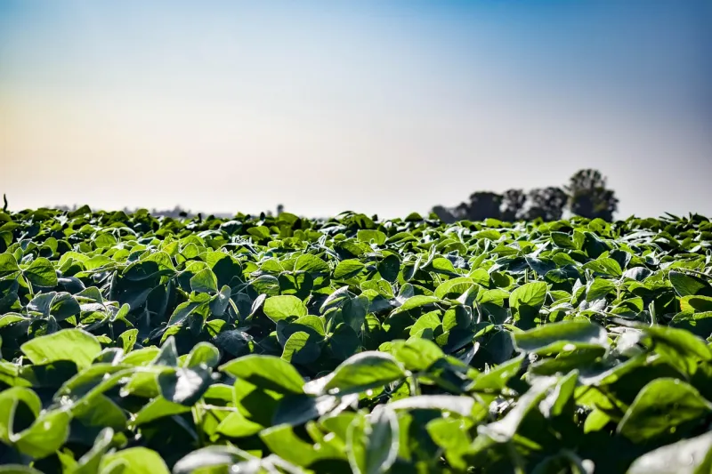 How soybeans took over the American diet -- without anyone noticing