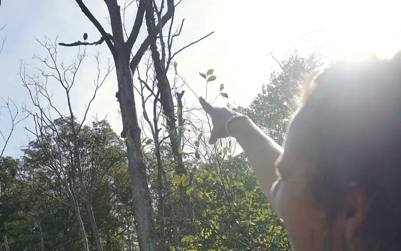 Local naturalist to teach bird language