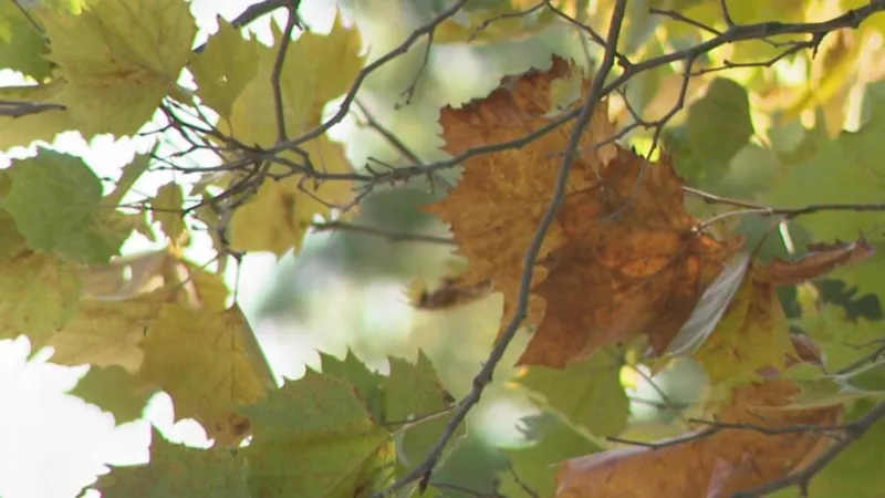 Columbus Weather: Our cool and calm autumn continues