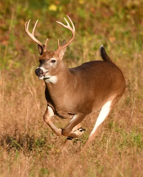 ODNR asks Ohio deer hunters to donate to Field to Food Bank