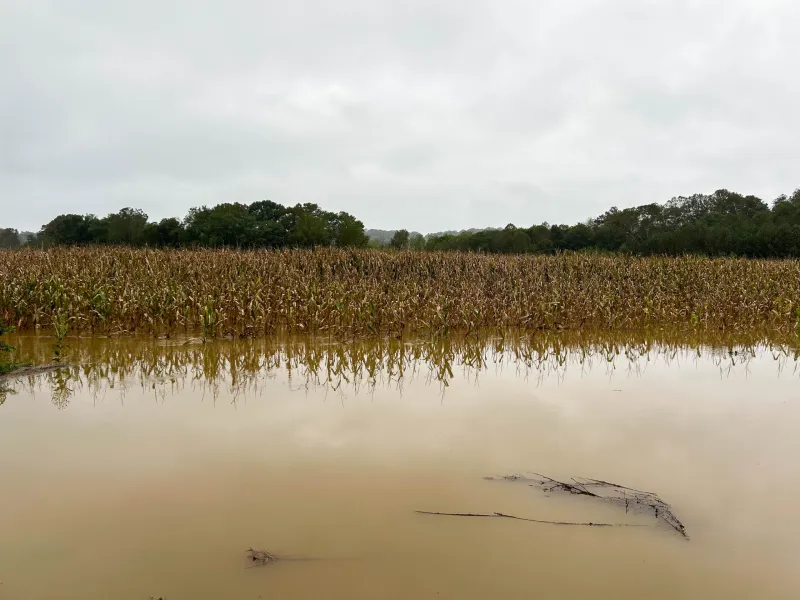 How is the excessive rain impacting harvest? OSU expert answers